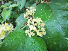 Colubrina yucatanensis