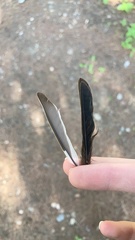 Fringilla coelebs