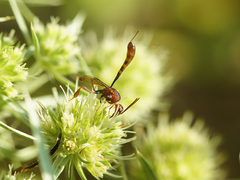 Gasteruption hastator