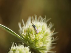 Nomioides minutissimus
