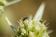 Nomioides minutissimus