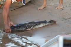 Pseudoplatystoma reticulatum