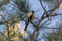 Parus major