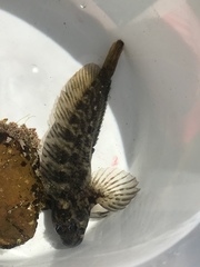 Hypsoblennius gilberti