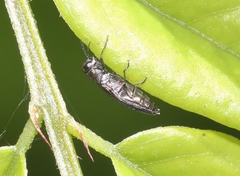 Agrilus parvus