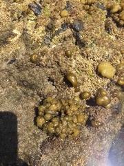 Ectocarpales