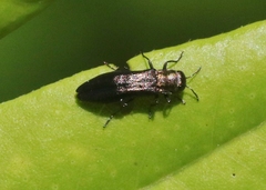 Agrilus parvus