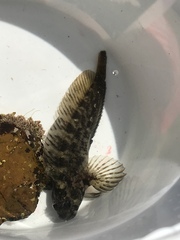 Hypsoblennius gilberti