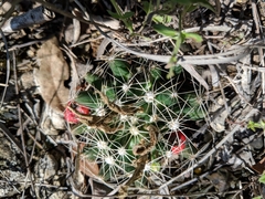 Escobaria missouriensis