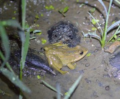 Pelophylax plancyi