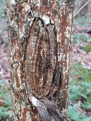 Neonectria ditissima