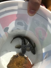 Hypsoblennius gilberti