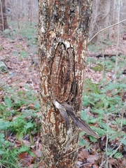 Neonectria ditissima