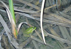 Pelophylax plancyi