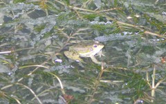 Pelophylax plancyi