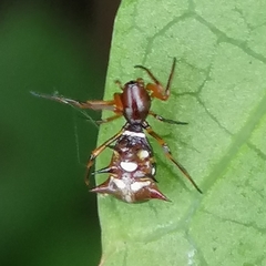 Micrathena acuta