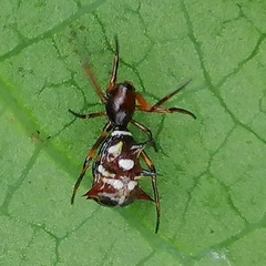 Micrathena acuta