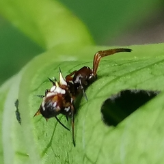 Micrathena acuta