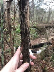 Vitis rotundifolia rotundifolia