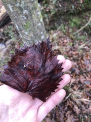 Vitis rotundifolia rotundifolia