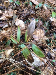 Dichanthelium commutatum commutatum