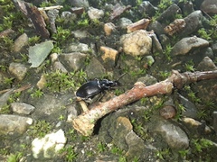 Coleoptera