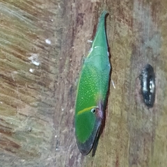 Odontoptera carrenoi