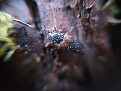 Calambus bipustulatus