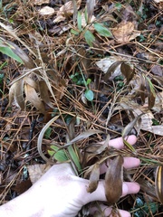 Dichanthelium commutatum commutatum