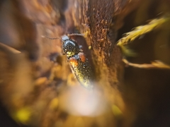 Calambus bipustulatus