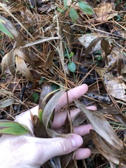 Dichanthelium commutatum commutatum