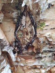 Neonectria ditissima