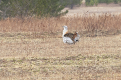 Otis tarda dybowskii