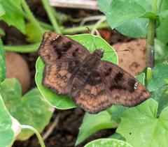 Nisoniades macarius