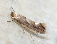 Phyllonorycter aeriferella