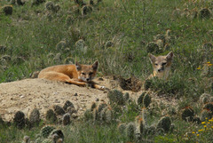 Vulpes velox