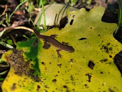 Lissotriton vulgaris