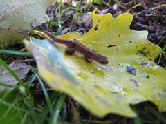 Lissotriton vulgaris