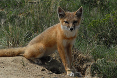 Vulpes velox