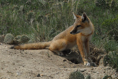 Vulpes velox