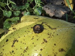 Tachypodoiulus niger