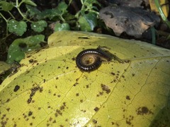 Tachypodoiulus niger