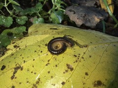 Tachypodoiulus niger