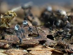 Collaria arcyrionema