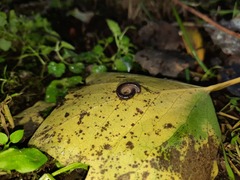 Tachypodoiulus niger
