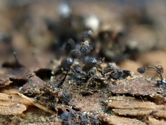 Collaria arcyrionema