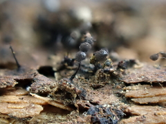 Collaria arcyrionema