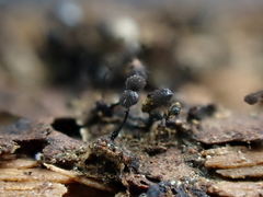 Collaria arcyrionema