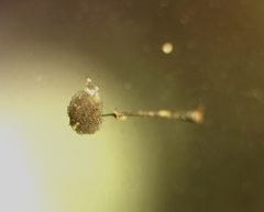 Collaria arcyrionema