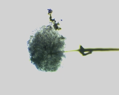 Collaria arcyrionema